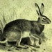 The Charmed Hare