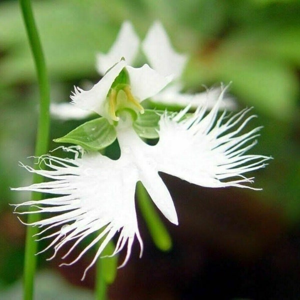 thumbnail image 2 of 20 RARE Blue Orchid Seeds – Exotic Flower Seeds For Indoor/Outdoor Garden, Perennial, Hard To Grow, USA Seller 2 of 5