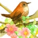 Cathie Richardson Certified Aromatherapist