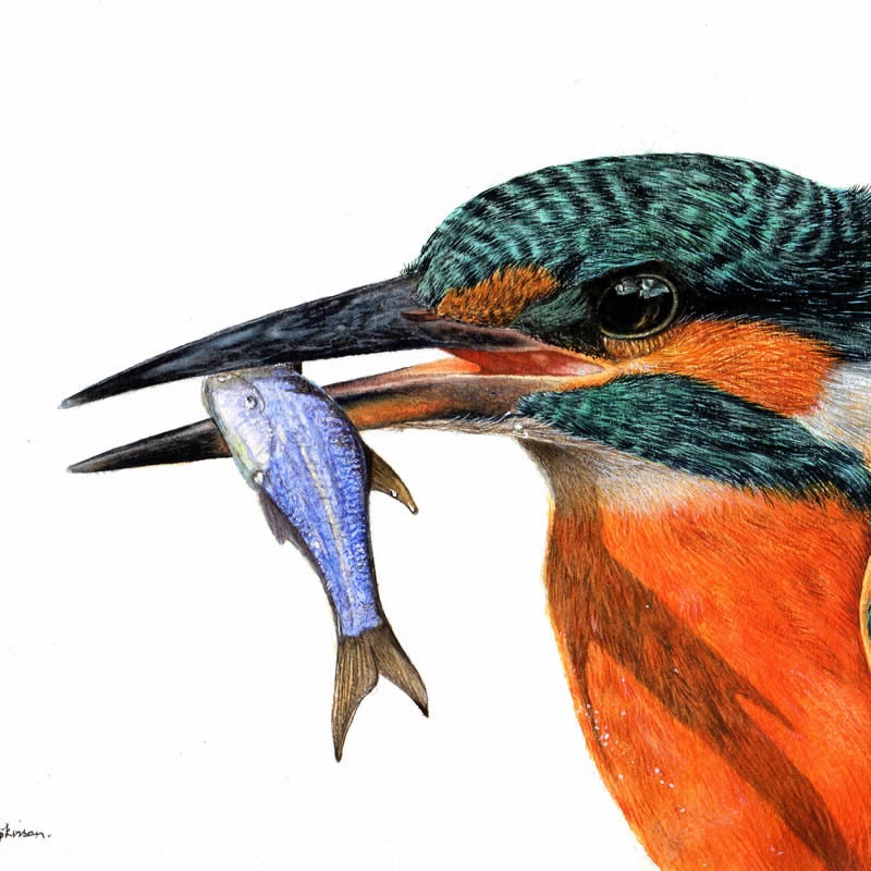 Kingfisher Drawing Easy Step by Step For Kids/Beginners