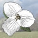WhiteTrilliumGoods