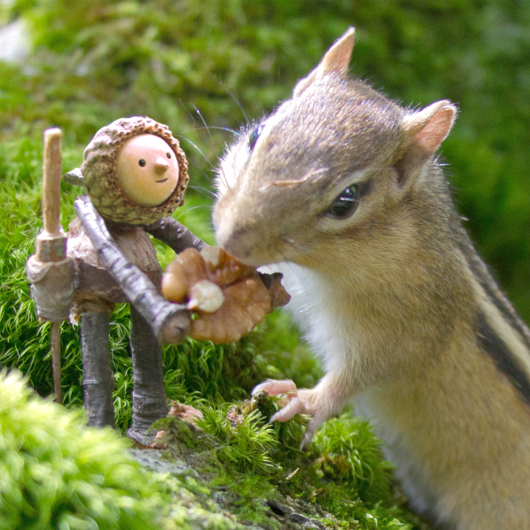 Whimsical Photography Prints Of Acorn People By DavidMBird On Etsy whimsical-photography-prints-of-acorn-people-by-davidmbird-on-etsy