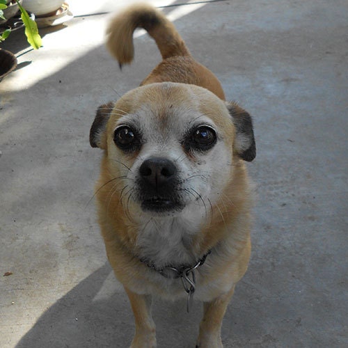 polar dogs high tech gear