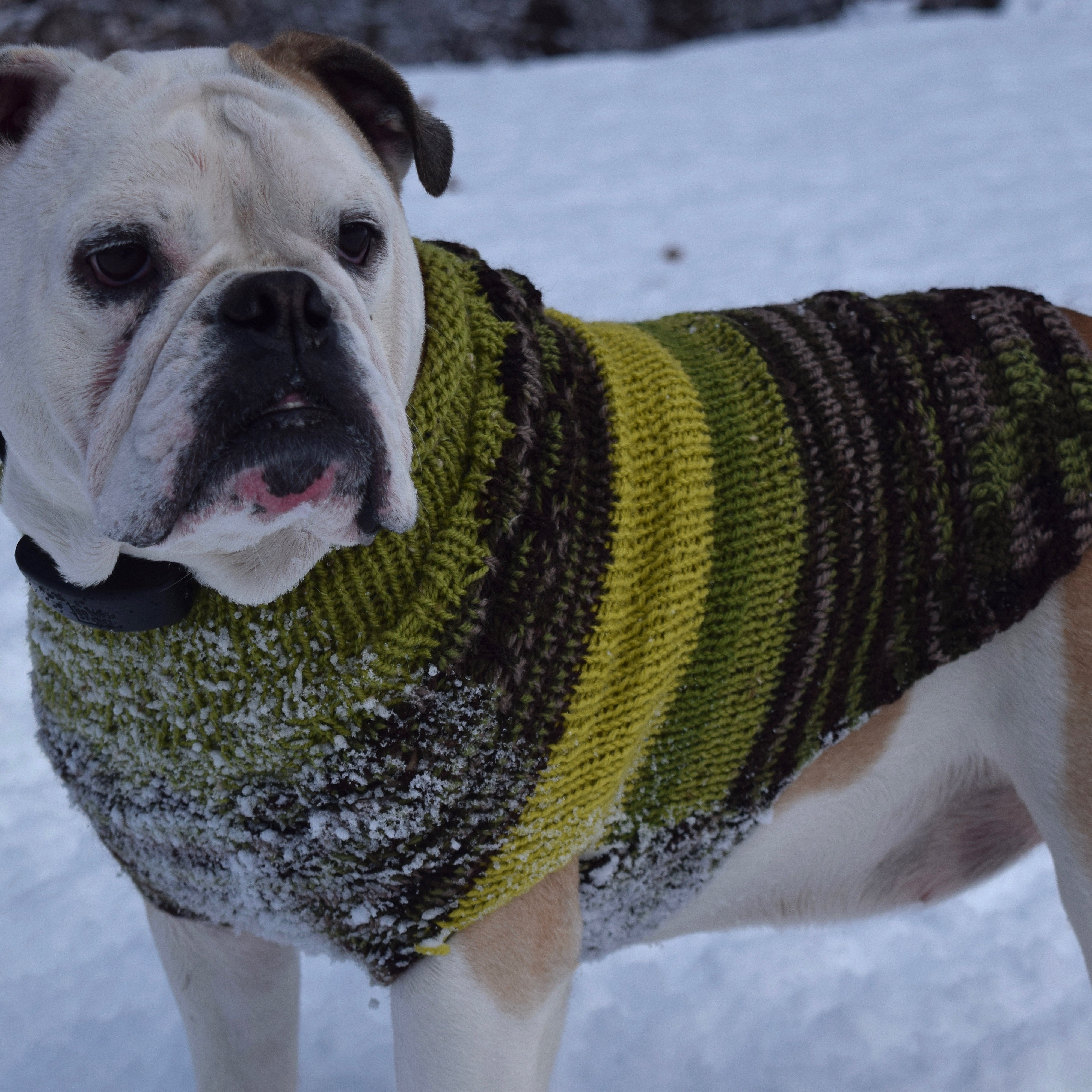 ENGLISH BULLDOG SWEATERS HAND KNIT ORIGINAL DESIGNS by jenya2
