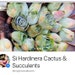 Si Hardinera Cactus and Succulents