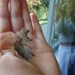 Lepidoptera Creations