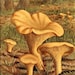 chanterelle vintage