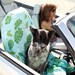 BarkingDogBlanket