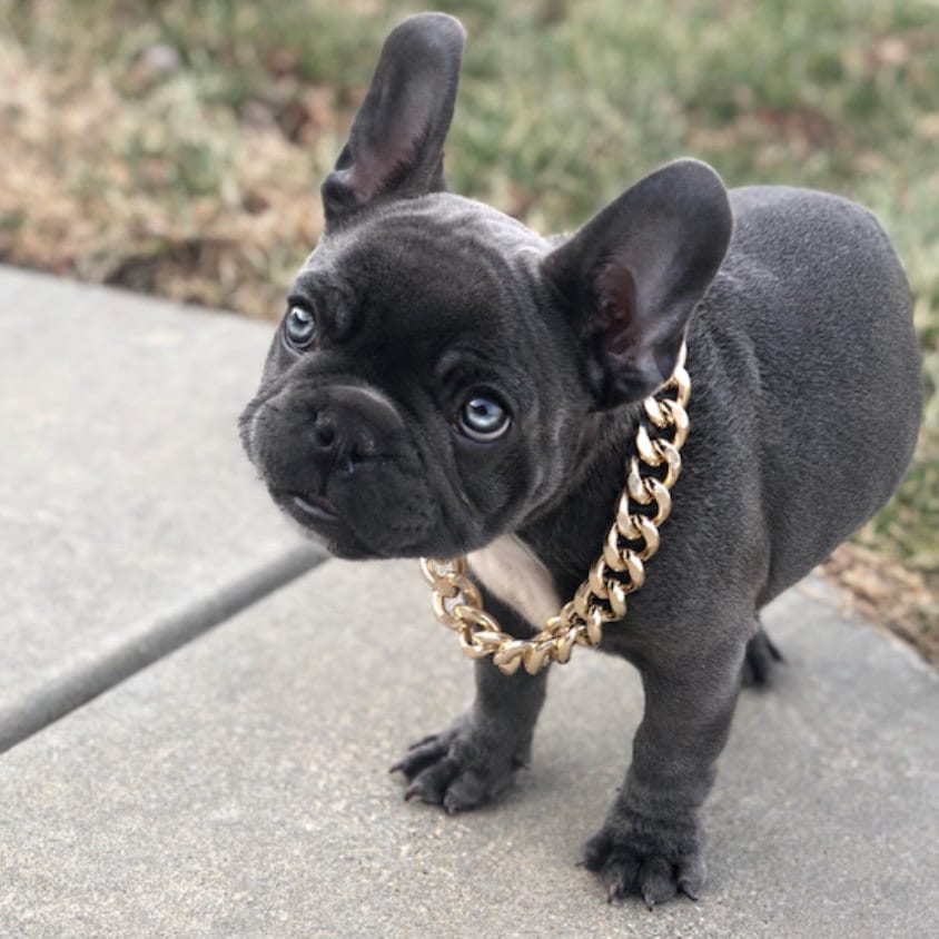 French bulldog gold 2025 chain collar