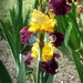Iris Helena Scott