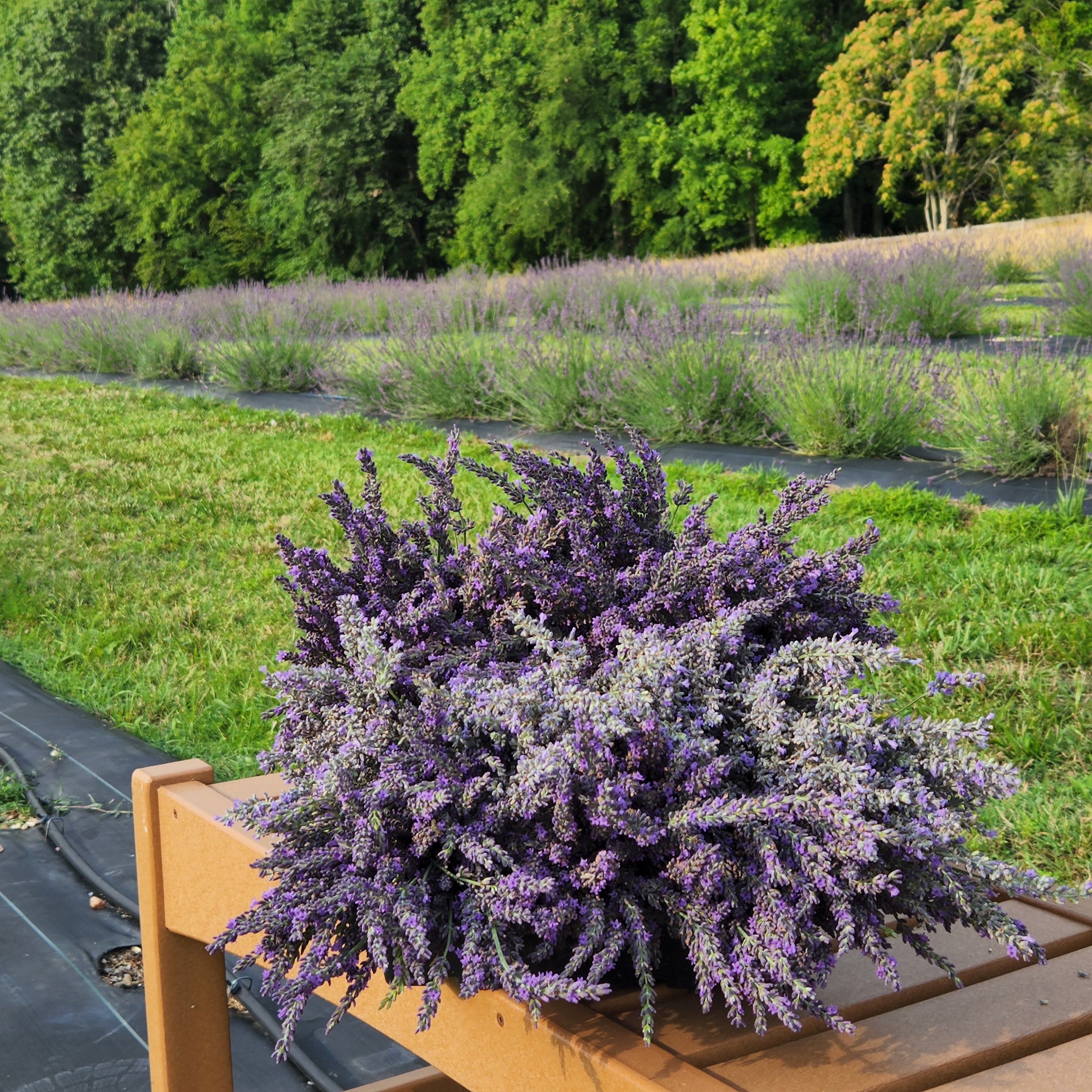 Dried Lavender Bundle – Lunenburg Lavender