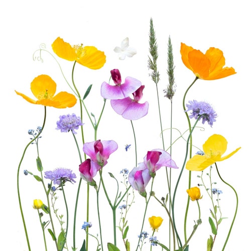 Mounted Floral Art Prints Ready for Framing by FloralArtPrintsCo