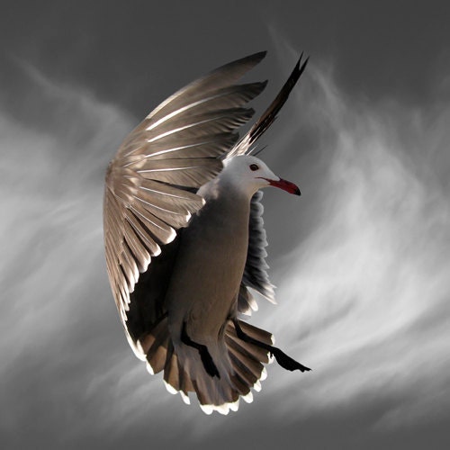 Photographie Doiseaux Oiseau Art Print Bebe Mouette Bebe Etsy