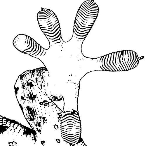 Geckosha store logo