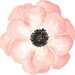 Petunia Diaires