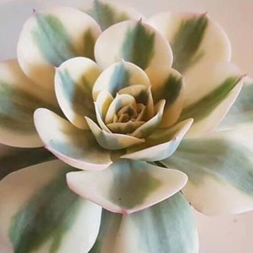 TheArgentRose store logo