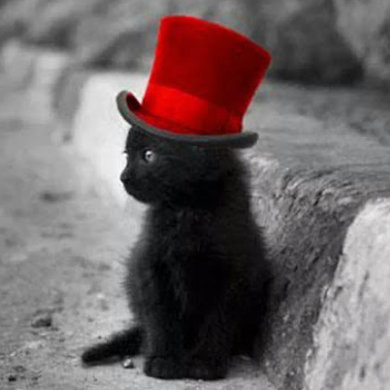 Котенок в шляпе