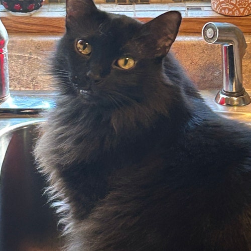 Schindlerdesigns Etsy