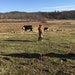 WVCountryGirlSigns