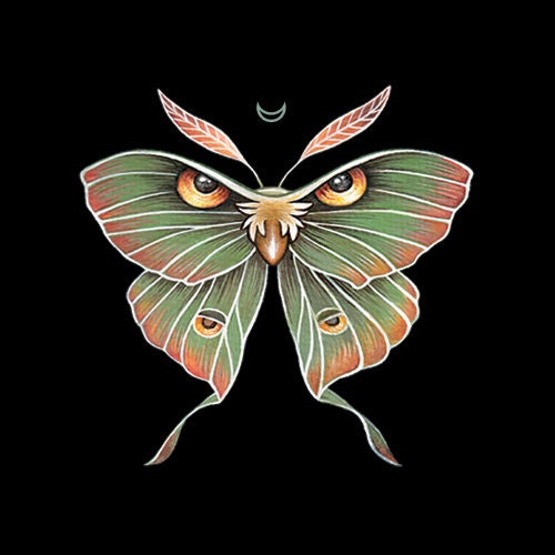 Nocturnal : Luna Moon Moth Original Alcohol Markers Art Print 