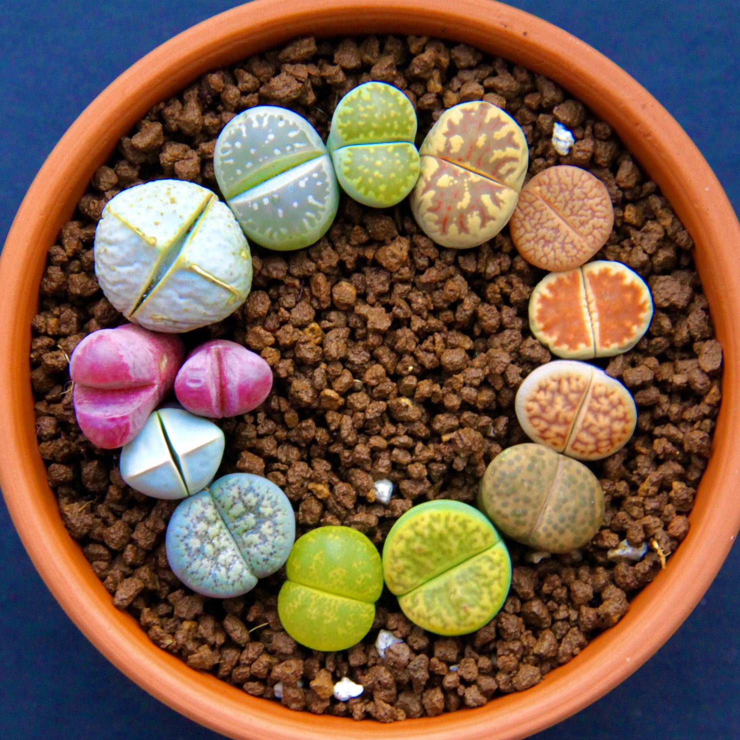 LIVE PLANT1 two-year-old Lithops HalliiExotic succulentrare succulent