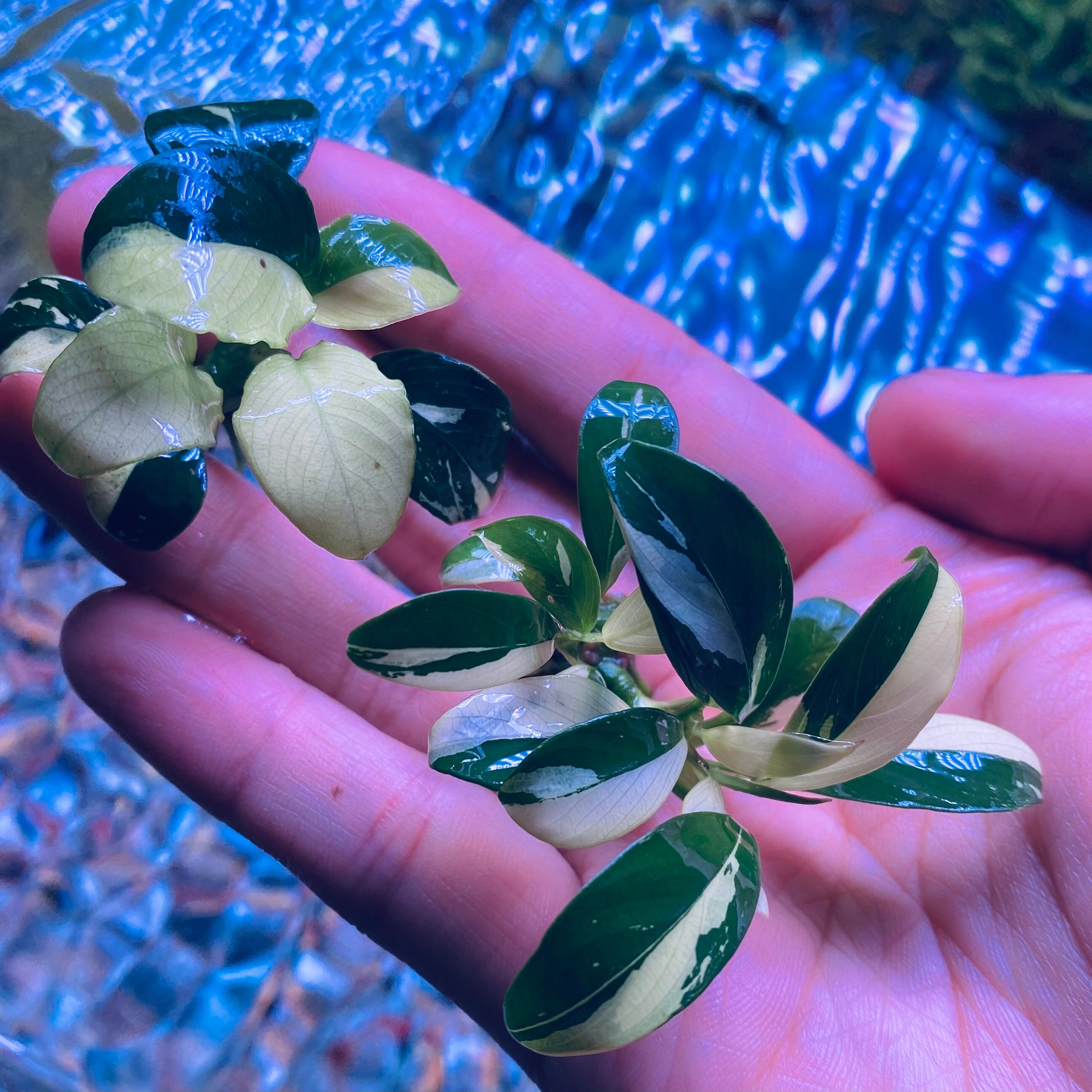Ultra Rare Bucephalandra King Devil - Etsy