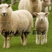 FeltedforEwe