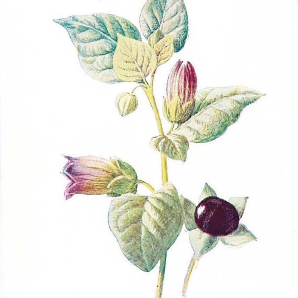 Atropa Belladonna Ботанический атлас
