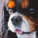 Charlene Elliott Cavalier King Charles Spaniel Artist