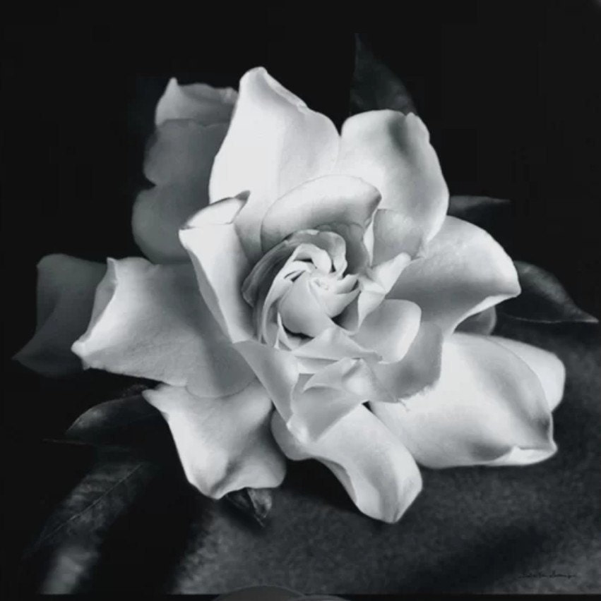 GardeniaFabrics Etsy