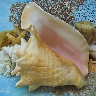 Center Cut Murex Virgineus 2 seashells Center Cut Murex Virgineus 2 seashells