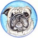 Avatar belonging to ThePastelPug