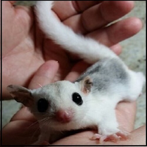 Sugar Glider Accessories by OurTreasureCottage on Etsy