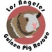 LA Guinea Pig Rescue Wheekers