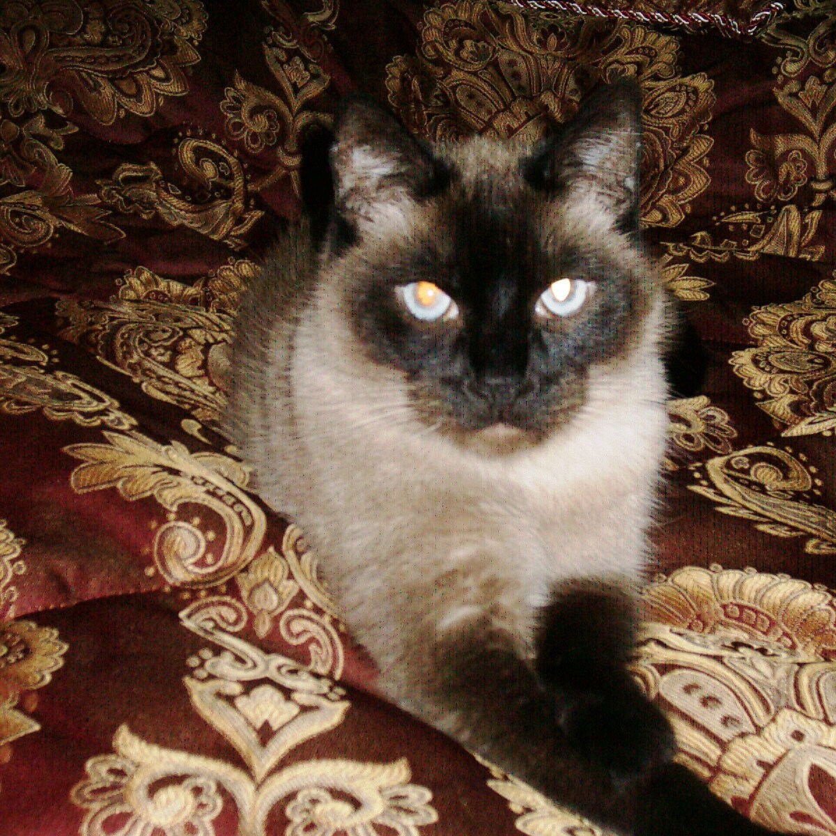 GypsyCatOldenBazaar Etsy