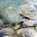 ArtbySallyHoward