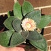 Owner of <a href='https://www.etsy.com/shop/RileySucculents?ref=l2-about-shopname' class='wt-text-link'>RileySucculents</a>