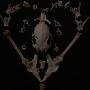 Rabbit Vertebrae Chainmail Necklace - Etsy