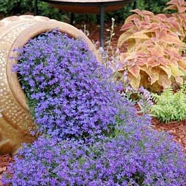 19+ White Bell Flower Campanula