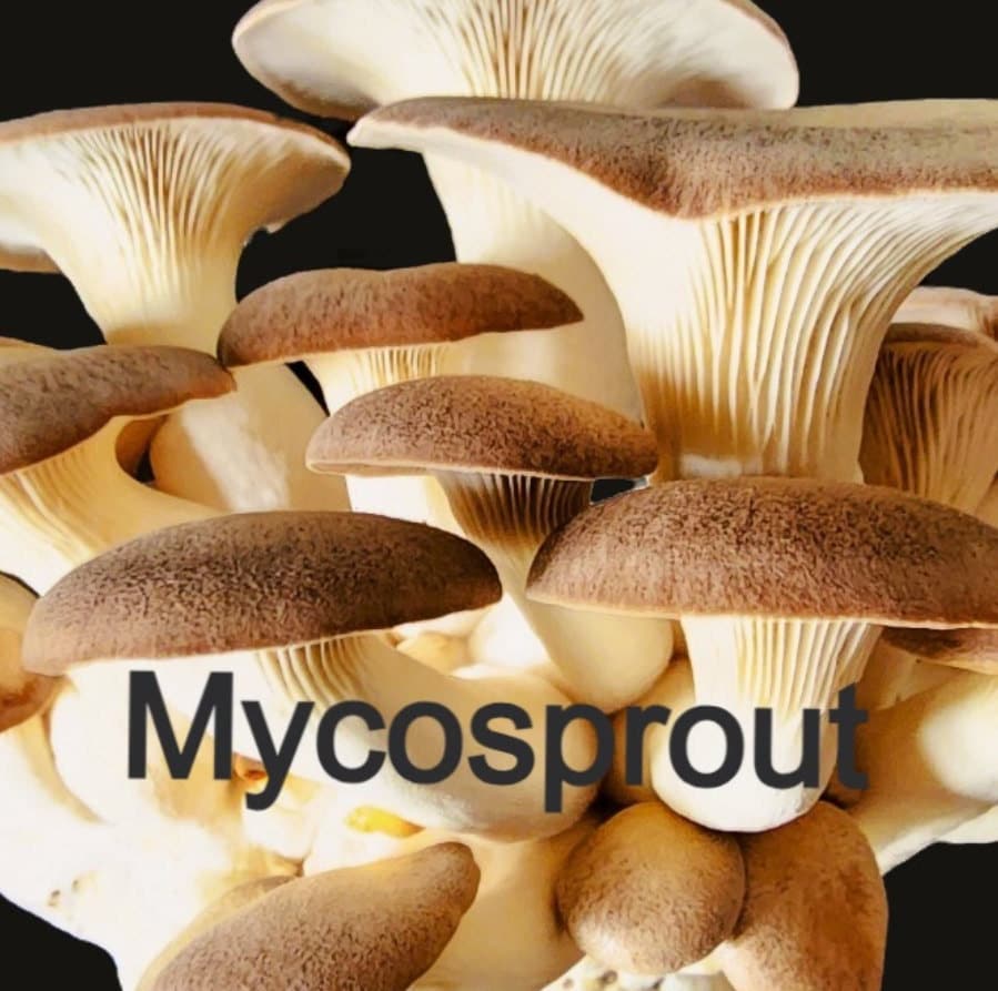 Pack Seringues & Aiguilles Stériles – La Mycosphère