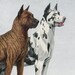 AntiqueDogPrints