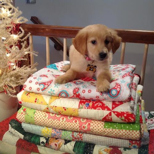 Online Quilt Shop With All Your Quilting By Daisycottagegoods