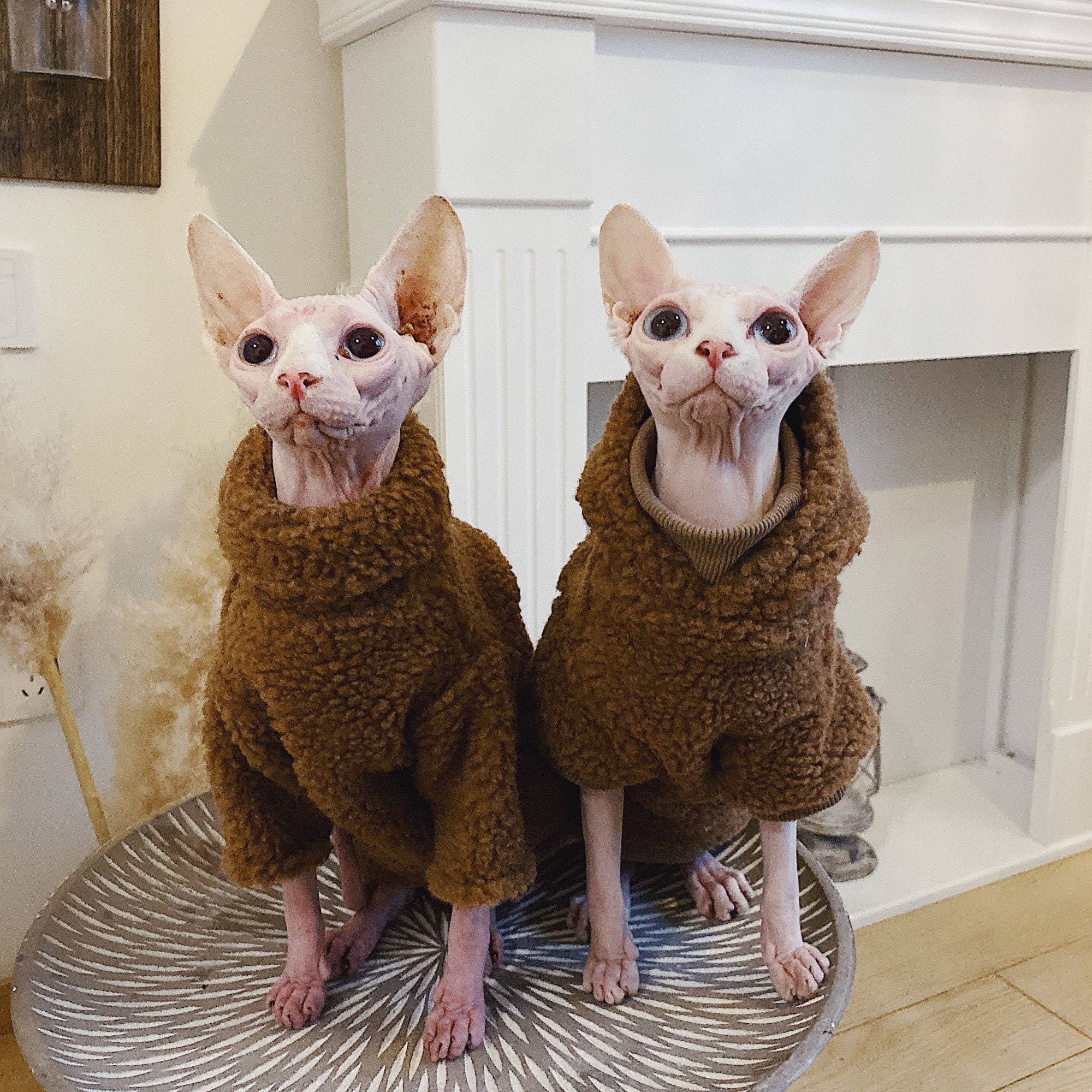 Divine warm winter sphynx cat sweater