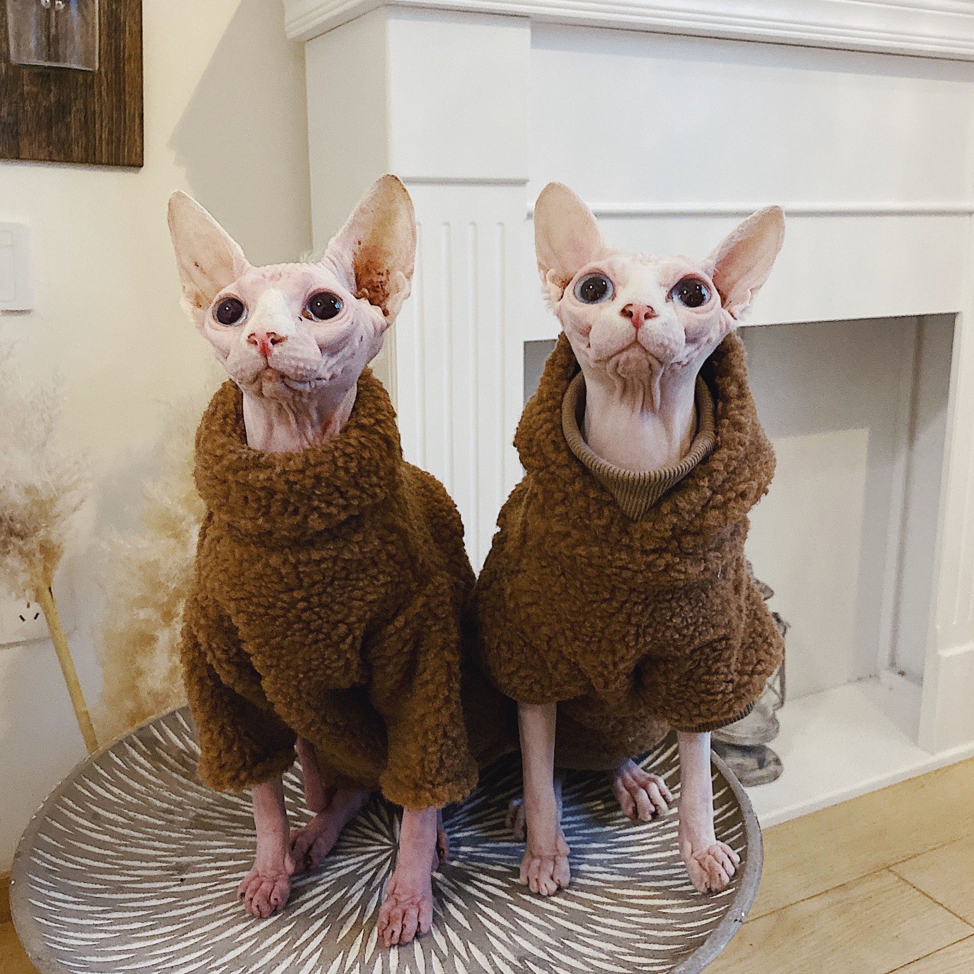 Super Cute Funny Sphynx Cat in Hoodie · Creative Fabrica