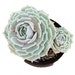Dose of Succulents