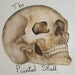 ThePaintedSkullByFlo