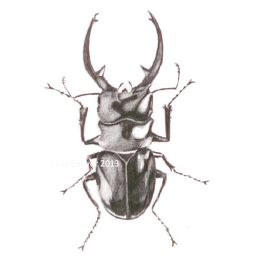 Download Stag Beetle Pencil Drawing Etsy