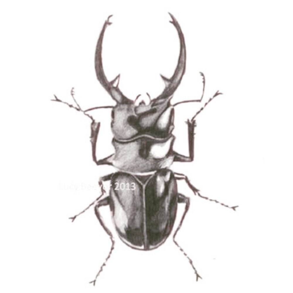 Stag Beetle Pencil Drawing Etsy