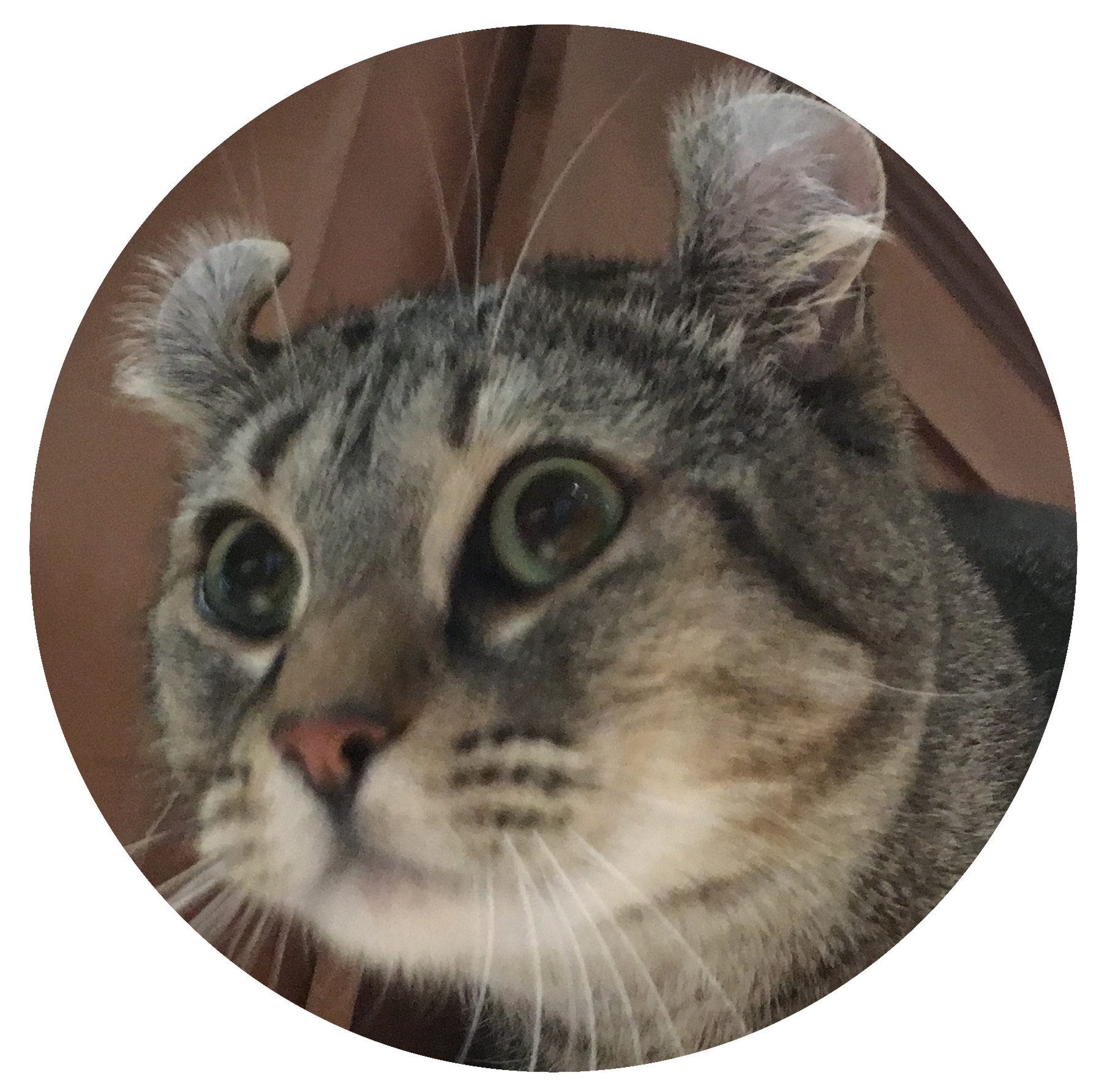 Wall Decals & Murals Home Décor Calligraphy Ink Writing Quill