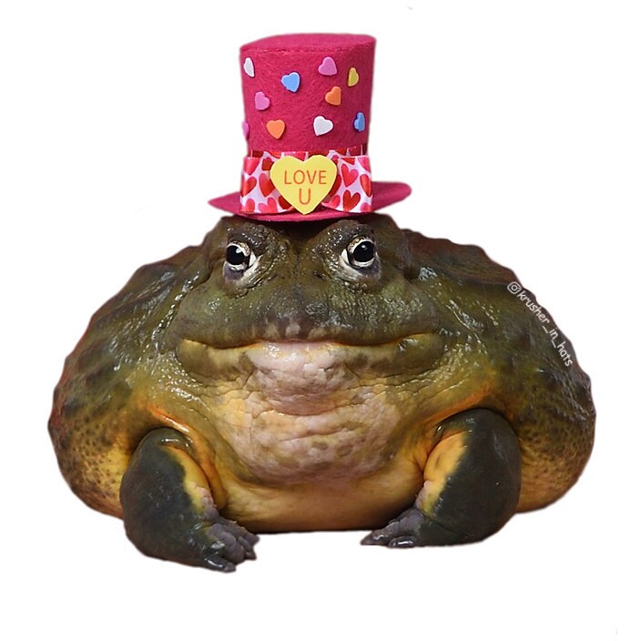 Featured image of post Flower Frogs In Hats